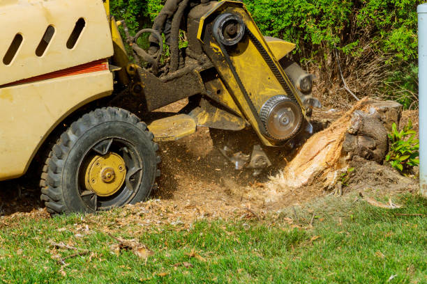 Best Lawn Drainage Solutions  in Olney, IL