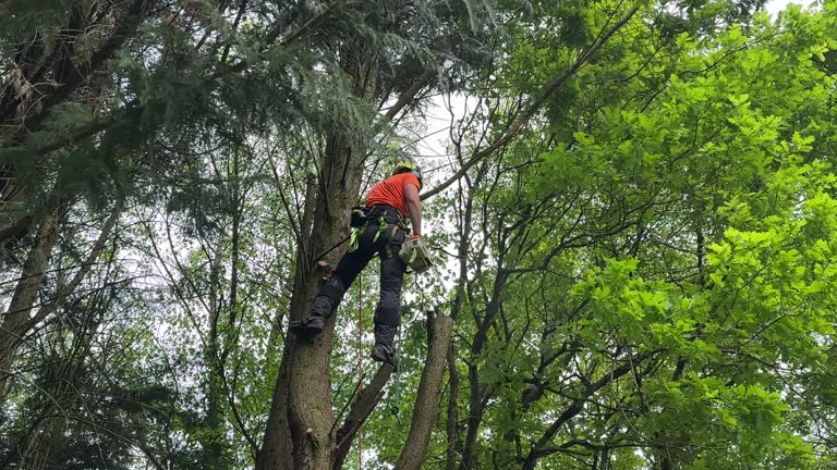  Olney, IL Tree Services Pros