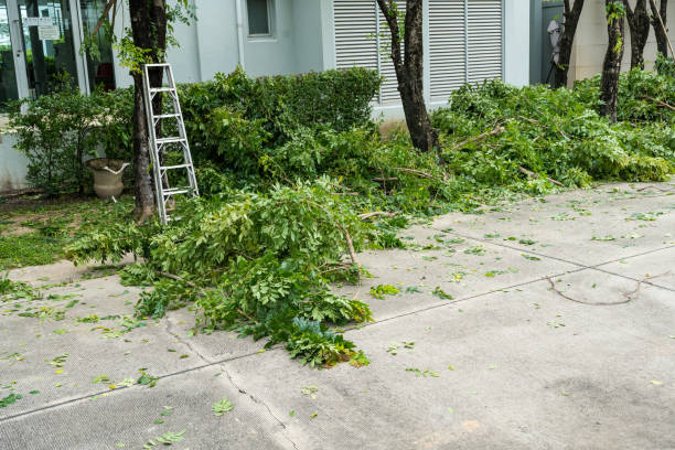 Trusted Olney, IL Tree Services Experts