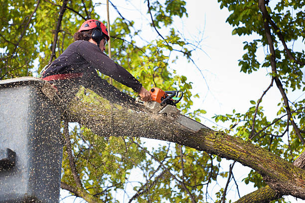 Best Weed Control  in Olney, IL